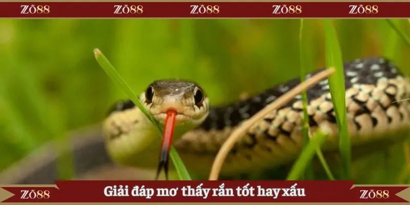 Giải đáp mơ thấy rắn tốt hay xấu