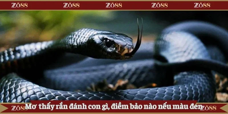 Mơ thấy rắn đánh con gì, điềm báo nào nếu màu đen